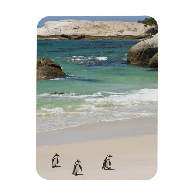 Penguins at Boulders Beach, Simons Town, South 2 Magnet (Vertical)