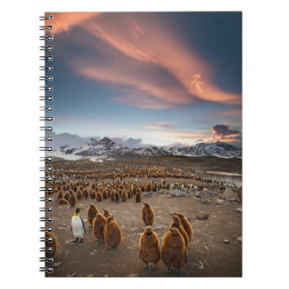 Penguins at Sunset Notebook