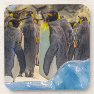 Penguins at the zoo hard plastic coasters