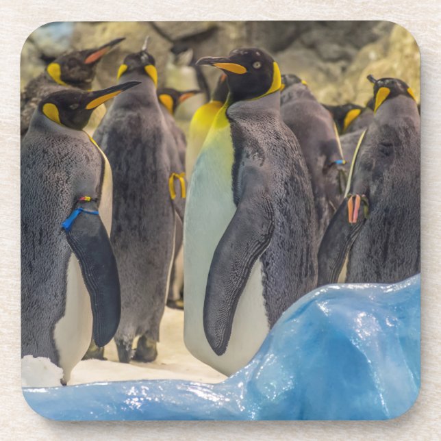 Penguins at the zoo hard plastic coasters (Front)