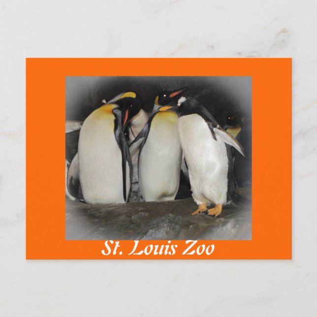 Penguins at the Zoo Postcard (Front)