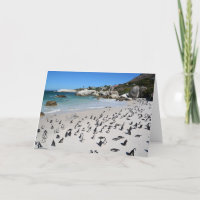 Penguins Boulders Beach | South Africa