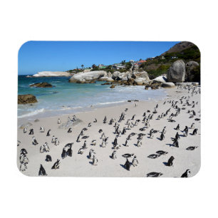 Penguins Boulders Beach South Africa Magnet