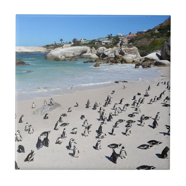 Penguins Boulders Beach | South Africa Tile (Front)