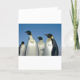 PENGUINS CARD