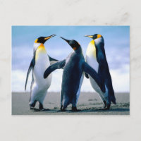 Penguins- Foto Maravilhosa