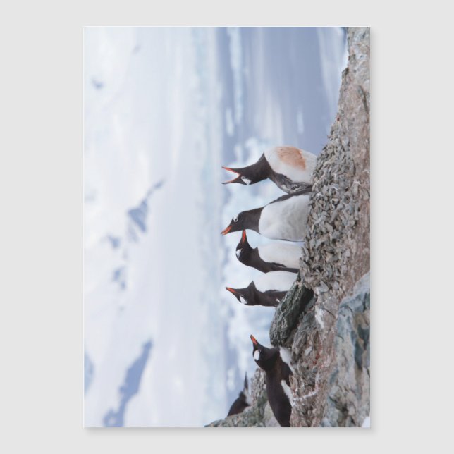 Penguins in Antarctica (Front)