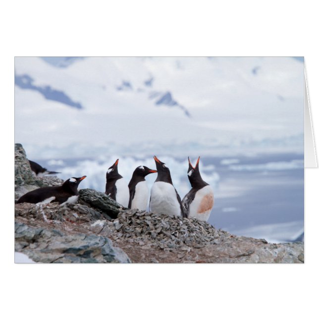 Penguins in Antarctica (Front Horizontal)