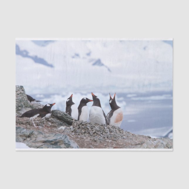 Penguins in Antarctica Tissue Paper (Front)