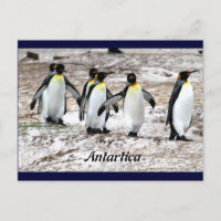 Penguins in frigid Antartic