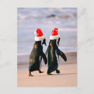 Penguins in Santa Hats on the Beach Holiday Postcard
