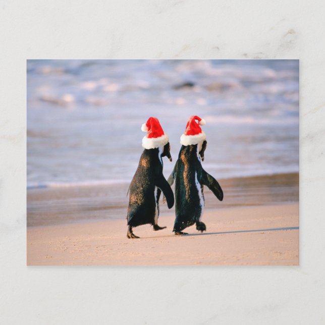 Penguins in Santa Hats on the Beach Holiday Postcard (Front)
