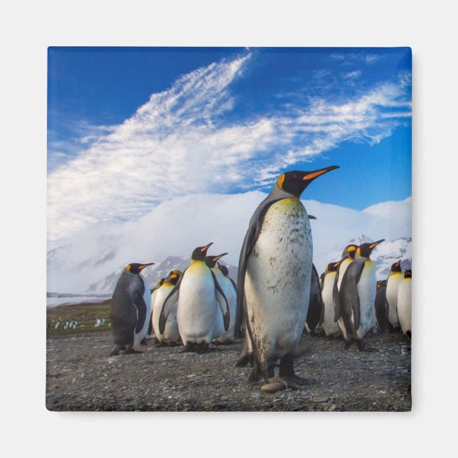 Penguins Marching Blue Sky Magnet (Front)