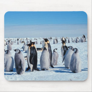penguins mouse pad