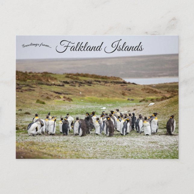 Penguins on Falkland Islands Postcard (Front)