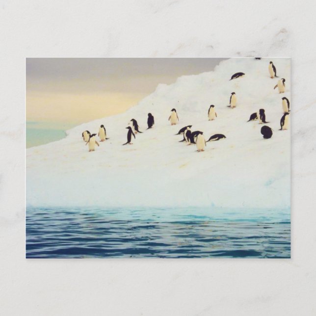 Penguins On Ice, postcard (Front)