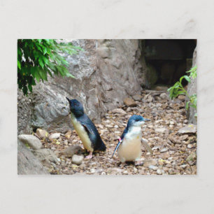Penguins Postcard