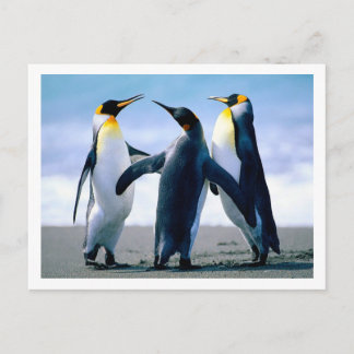 Penguins Postcard