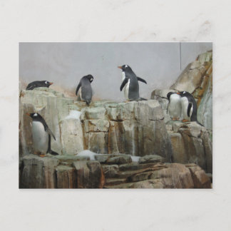 Penguins Postcard