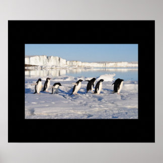 Penguins Poster