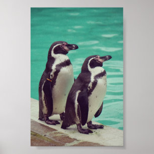 Penguins Poster