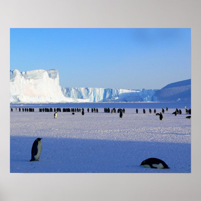 Penguins Poster (Front)