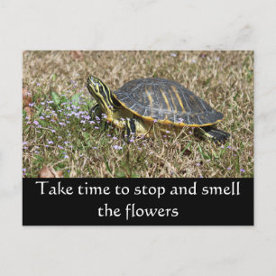 Peninsula Turtle Postcard