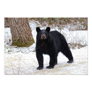 Pennsylvania Black Bear in Winter Photo Print