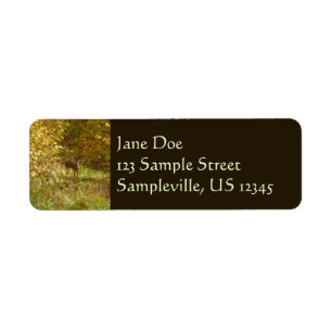 Pennsylvania Deer in Fall Nature