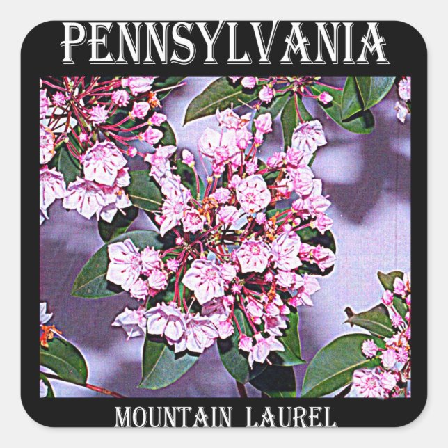 Pennsylvania Mountain Laurel Square Sticker (Front)