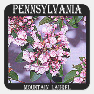 Pennsylvania Mountain Laurel Square Sticker
