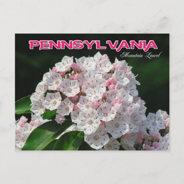 Pennsylvania State Flower: Mountain Laurel Postcard (Front)