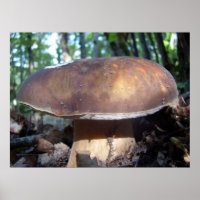 Penny Bun Mushroom Poster