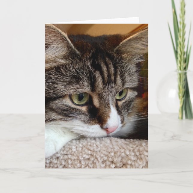 Penny For Your Thoughts Siberian Cat Note Card (Front)