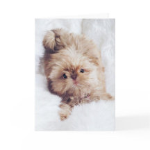 Penny orange liver Shih Tzu greeting birthday card