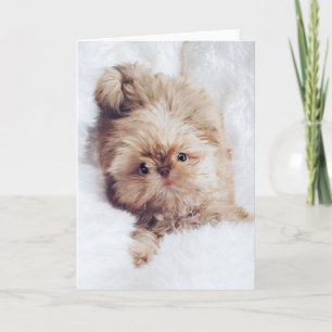 Penny orange liver Shih Tzu greeting birthday card