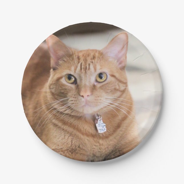 Penny Paper Plate (Front)