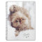Penny the orange liver Shih Tzu on Cloud 9 tablet