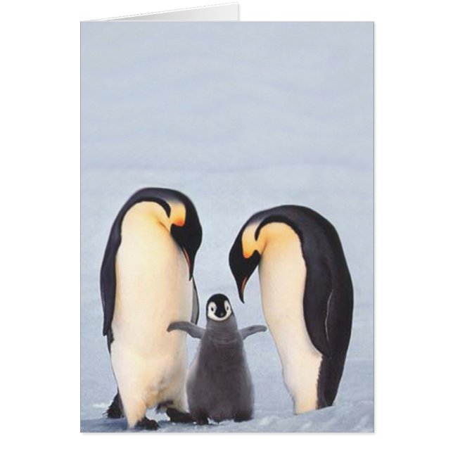 Penquin Family (Front)