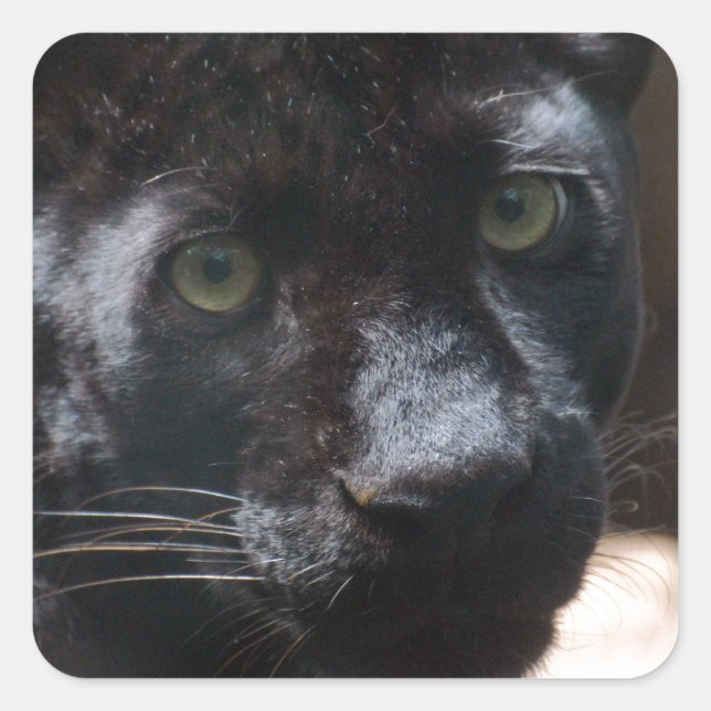 Pensive Black Panther Square Sticker (Front)