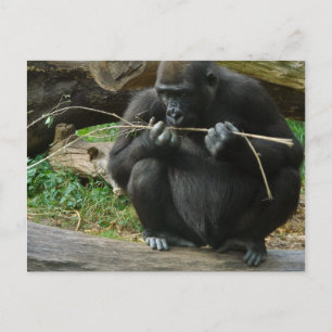 Pensive Gorilla Postcard