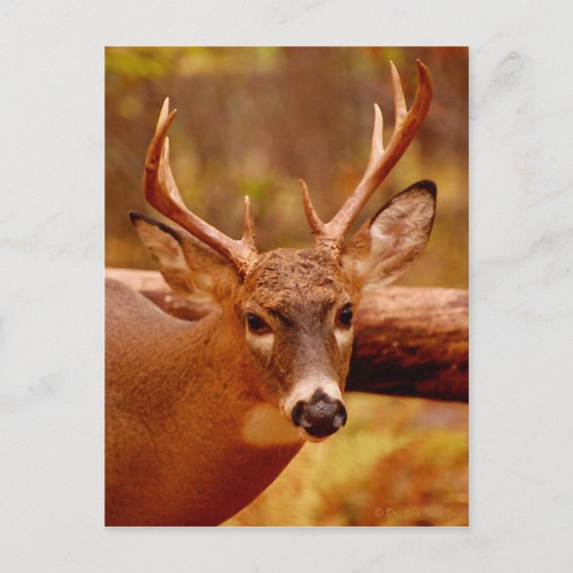 Pensive Mule Deer Buck Postcard (Front)