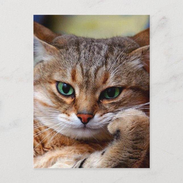 pensive tiger cat postcard (Front)