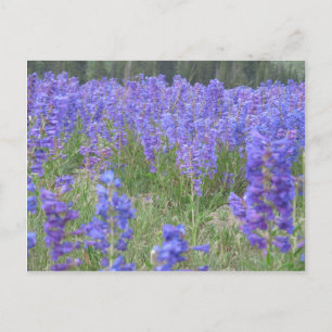 Penstemon Wildflowers Wyoming Postcard