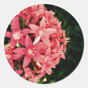 Pentas Classic Round Sticker