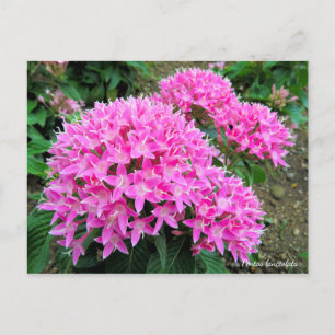 Pentas lanceolata [Postcard] Postcard