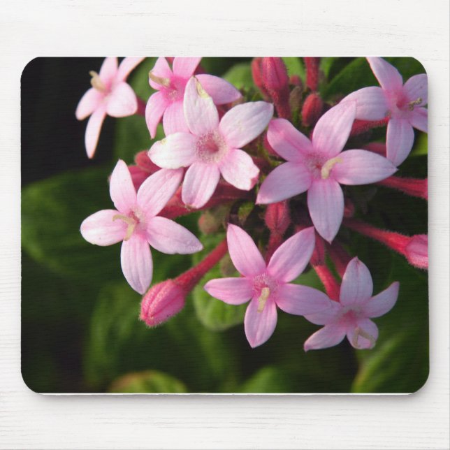 Pentas Mouse Pad (Front)