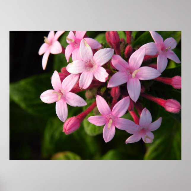 Pentas poster (Front)