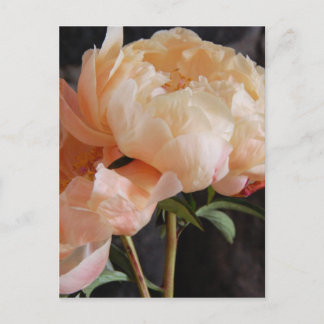 Peonies 7 postcard