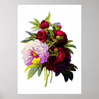 Peonies by Pierre Joseph Redoute Poster